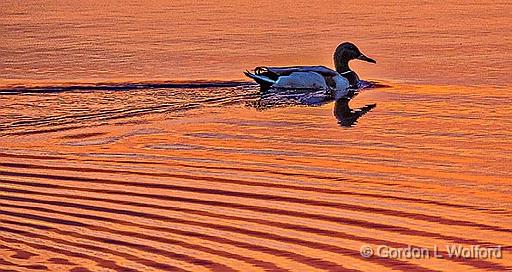 Swimming Duck At Sunrise_P1120327.jpg - Mallard Duck (Anas platyrhynchos) photographed along the Rideau Canal Waterway near Smiths Falls, Ontario, Canada.